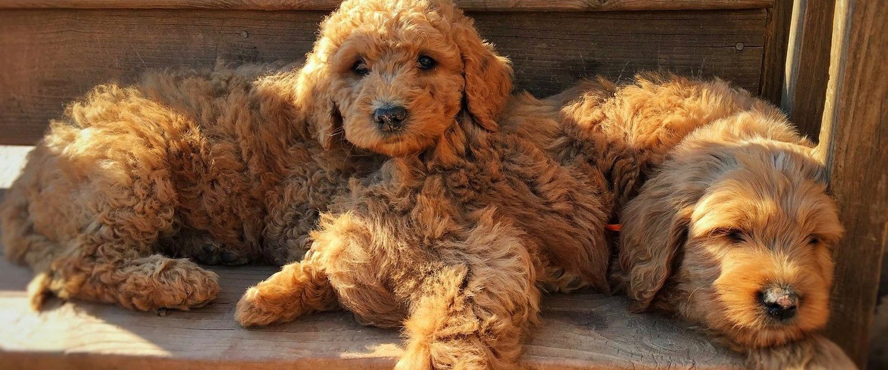 Goldendoodle puppy