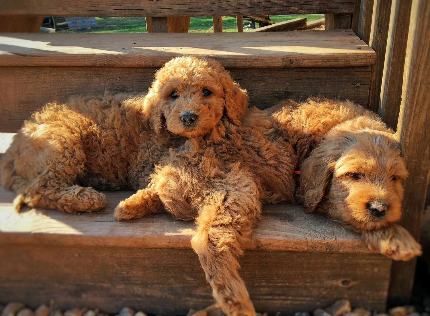 Two reddish Goldendoodle puppies resting together on wooden steps