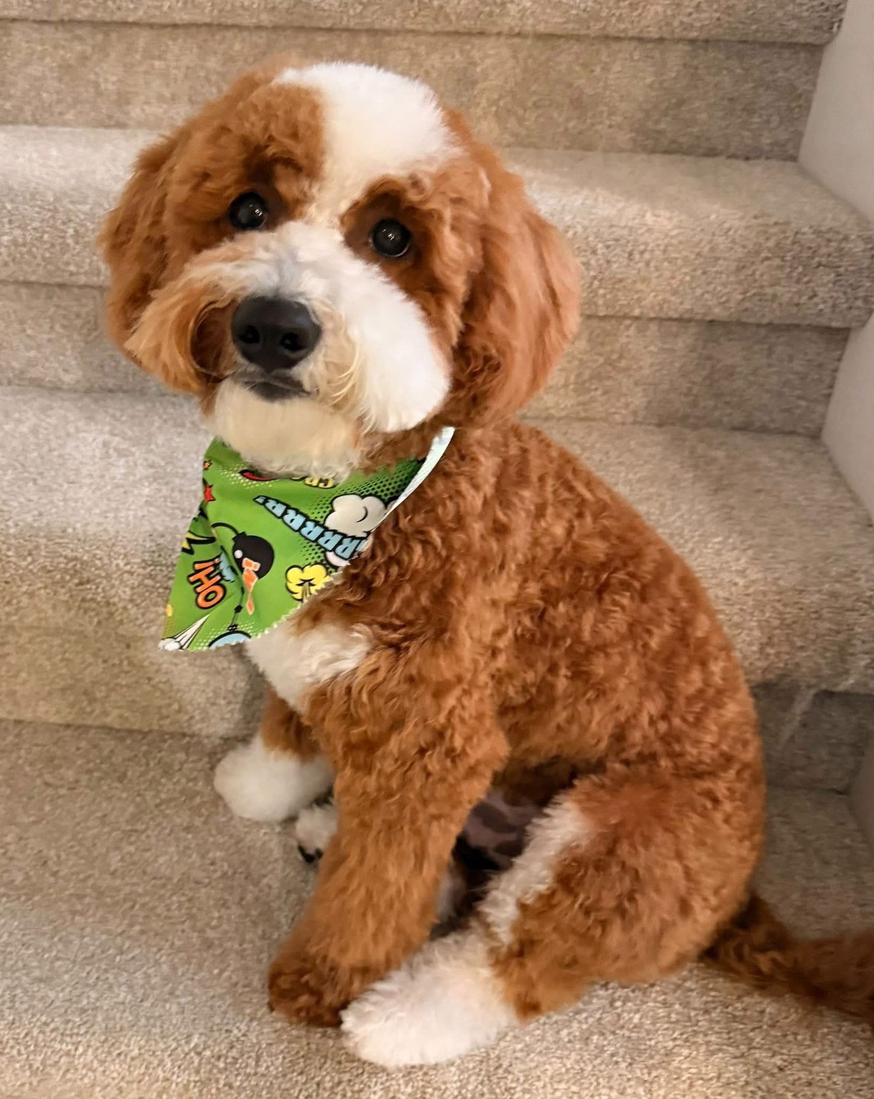 Otis, 19 lbs, puppy from Gypsy’s past litter