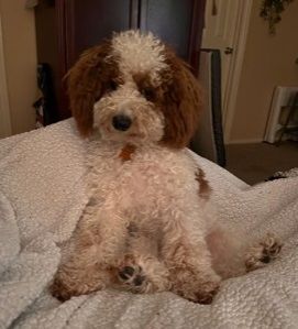 Wynn sitting on the bed, CKC-registered red and white Poodle stud